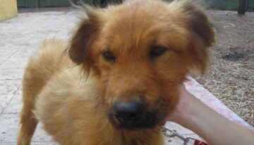 animali in cerca di casa adottata bice cerca casa 11 1