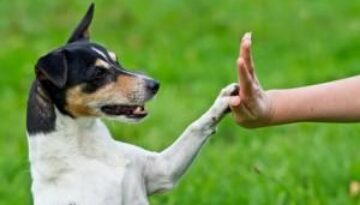 animali in cerca di casa amici per la vita