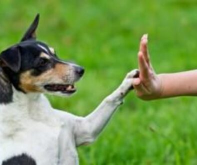 animali in cerca di casa amici per la vita