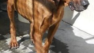 animali in cerca di casa brad e help due rescue ridgebacks cercano urgentemente casa 02