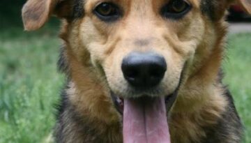 animali in cerca di casa cico ormai e dietro le sbarre da sempre