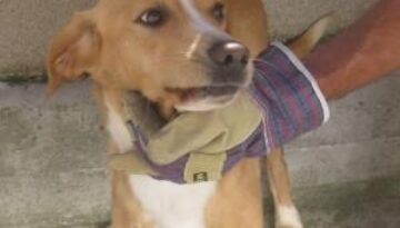 animali-in-cerca-di-casa-i-cani-invisibili-al-mondo-perche-nascosti-nei-canili-delle-montagne-abruzzesi-01