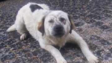 animali-in-cerca-di-casa-mi-chiamo-paco-sono-giovane-bello-ma-senza-casa-e-saro-deportato-in-un-canile-lontano-da-tutti