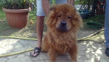 animali in cerca di casa rebel un bellissimo chow chow cerca urgentemente casa 3 1