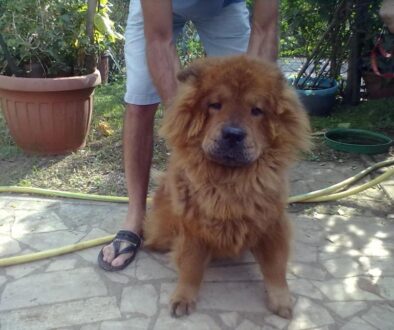 animali in cerca di casa rebel un bellissimo chow chow cerca urgentemente casa 3 1