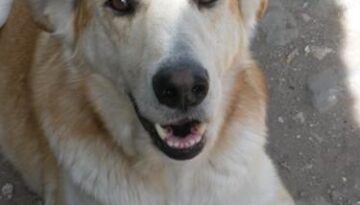 animali-in-cerca-di-casa-wisky-il-cane-che-piange-piange-disperato