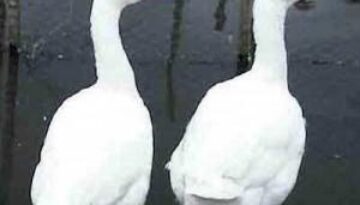 animali nella storia dell uomo le oche hanno il diritto di offendersi quando vengono paragonate ad un umano 15 1