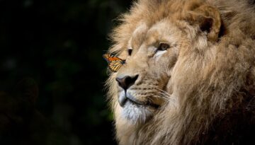 L'amore_non_conosce_specie