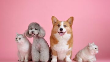 la-compagnia-dei-cani
