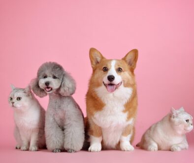 la-compagnia-dei-cani